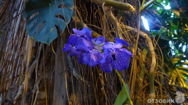 III Зимний Фестиваль орхидей в Ботаническом саду МГУ