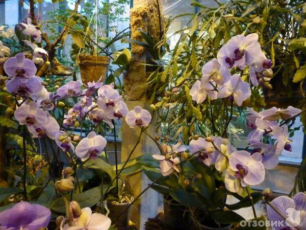 III Зимний Фестиваль орхидей в Ботаническом саду МГУ