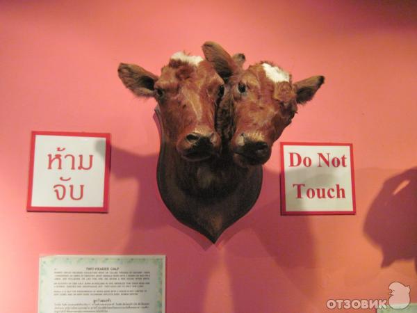 Музей Рипли (Тайланд, Паттайя) фото