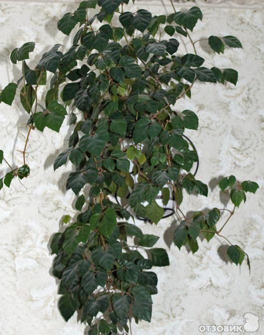 Комнатное Растение Березка Фото