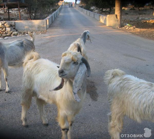 Экскурсия к Мамврийскому дубу (Хеврон, Палестина) фото