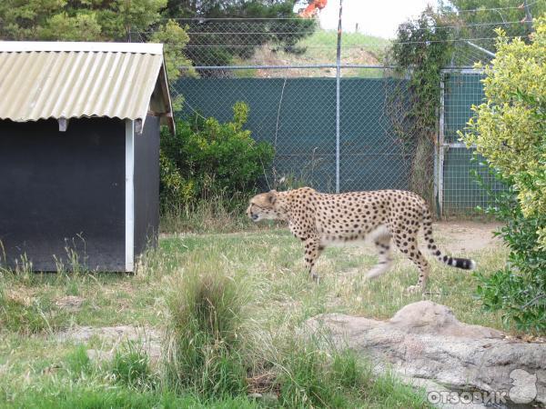 Национальные Зоопарк и Аквариум (Австралия, Канберра) фото
